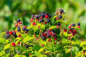Cumberland raspberry bush with abundant berries during ripening © Volodymyr