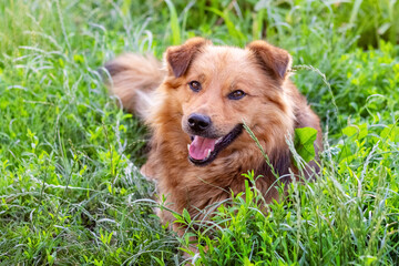 Cute shaggy dog with open mouth lying in the green grass