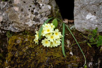 wild yellow flowers on stone wall