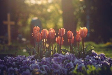 Red and purple flowers in the morning sunlight in a christian cemetery