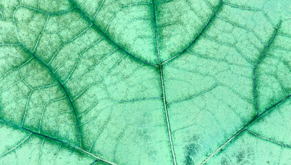 Naklejka na ściany i meble macro green leaf texture