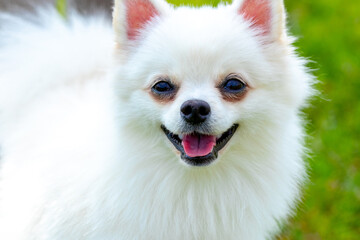 White fluffy dog breed Spitz on a blurred background close up, portrait of a little cute dog