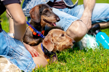 Dogs of the breed dachshund rest in the park on the grass near their owners
