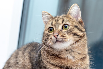 Cute striped cat sitting by the window and looking up