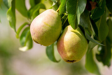 Ripe pears on a tree close up. Pear harvest