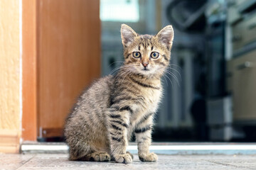 A small striped kitten sits in a room near an open door