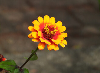 Beautiful orange Mexican Zinnia flower