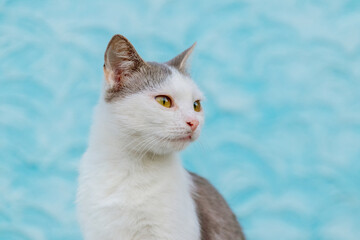 Portrait of a white spotted cat on a light blue background. The cat looks intently into the distance
