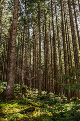 Fototapeta premium Sunlight on mossy glade in forest.
