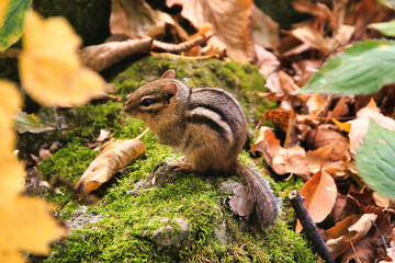Naklejka na ściany i meble A small chipmunk is perched on a green moss-covered rock, surrounded by fallen green, yellow and brown leaves.