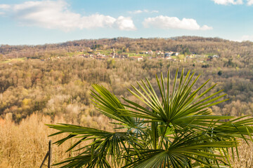 tropical plant with a mountain town in the background