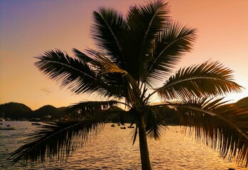 palm trees at sunset