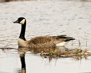Canada Geese Photo and Image. Canada Goose swimming on ice water in the springtime in their environment and habitat surrounding.