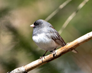 Junco Dark-eyed Photo and Image. Perched on a branch displaying grey feather plumage, head, eye, beak, feet, with a blur background in its environment and habitat surrounding.