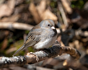 Junco Dark-eyed Photo and Image. Female perched on a branch displaying grey feather plumage, head, eye, beak, feet, with a blur background in its environment and habitat surrounding.