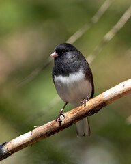 Junco Dark-eyed Photo and Image. Perched on a branch displaying grey feather plumage, head, eye, beak, feet, with a blur background in its environment and habitat surrounding.