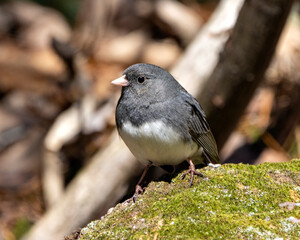 Junco Dark-eyed Photo and Image. Standing on moss displaying grey feather plumage, head, eye, beak, feet, with a blur background in its environment and habitat surrounding. Dark-eyed Junco.