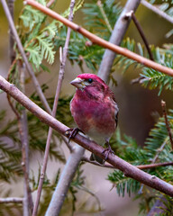 Purple Finch Photo and Image. Finch male close-up profile view, perched on a branch displaying red colour plumage with a blur coniferous forest background in its environment and habitat surrounding.