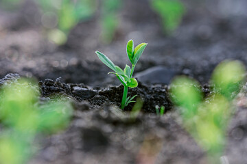 Pea seedlings with silver coins grow in rows on the beds in a vegetable field. Growing vegetables. Agriculture. Gardening in the country in the spring-summer season.