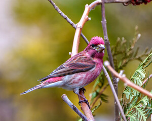 Purple Finch Photo and Image. Finch male close-up profile view, perched on a branch displaying red colour plumage with a blur coniferous forest background in its environment and habitat surrounding.