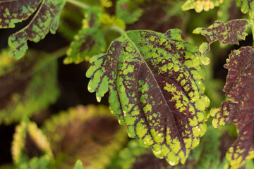 Green and purple leaves in a garden. Plectranthus scutellarioides