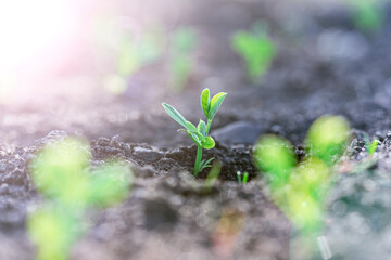 Pea seedlings with silver coins grow in rows on the beds in a vegetable field. Growing vegetables. Agriculture. Gardening in the country in the spring-summer season.