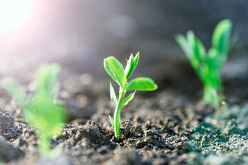 Pea seedlings with silver coins grow in rows on the beds in a vegetable field. Growing vegetables. Agriculture. Gardening in the country in the spring-summer season.