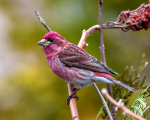 Purple Finch Photo and Image. Finch male close-up profile view, perched on a stag horn branch displaying red colour plumage with a blur coniferous forest background in its environment and habitat.