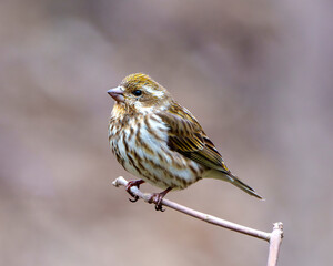 Purple Finch Photo and Image. Finch female close-up profile view, perched on a branch with a brown blur background in its environment and habitat surrounding.