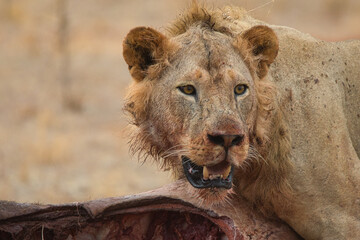 The lion, Panthera leo, guards his prey.