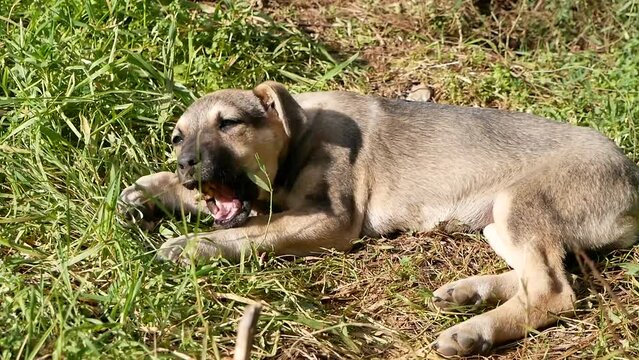 A small puppy is playing in a clearing on a sunny spring day. Homeless animals frolic on the street among the green grass.