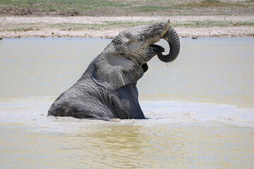 Elephant enjoying splashing in the water in Etosha National Park, Namibia