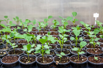 Young cabbage seedlings in a greenhouse.