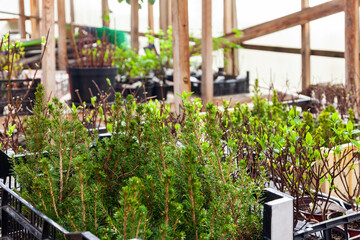 Saplings trees or decoratives bushs in plant nursery. Young coniferous and deciduous plants in the store