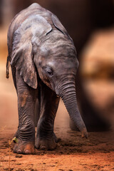 Little baby elephant in Africa. Kenya's savannah and steppe with the elephants in Tsavo National Park