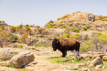 Close up shot of wild Bison in Wichita Mountains Wildlife Refuge