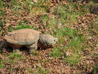 Close up shot of Alligator snapping turtle crawling