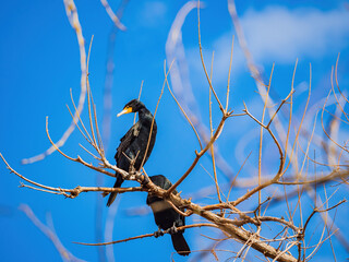 Close up shot of Double-crested cormorant on tree