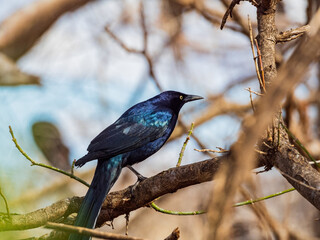 Obraz premium Close up shot of Mexican grackle on tree