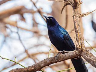 Close up shot of Mexican grackle on tree