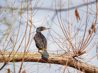 Close up shot of Double-crested cormorant on tree