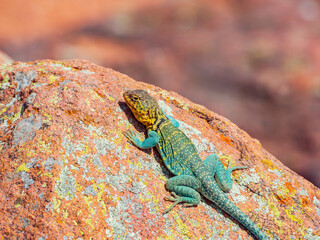 Naklejka na ściany i meble Sunny view of the Common collared lizard in The Holy City of the Wichitas