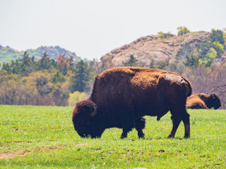 Close up shot of wild Bison in Wichita Mountains Wildlife Refuge