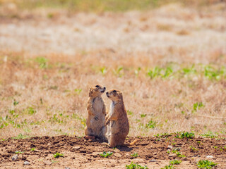 Close up shot of cute Prairie Dog