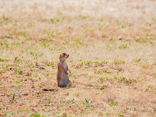 Close up shot of cute Prairie Dog