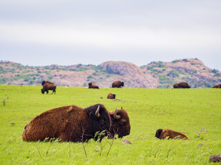 Close up shot of wild Bison in Wichita Mountains Wildlife Refuge