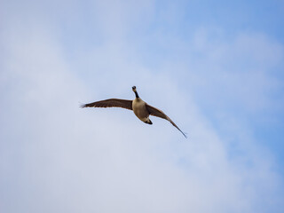 Close up shot of a flying Canada Goose