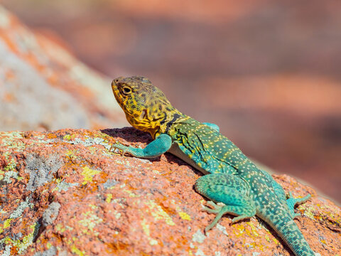 Sunny view of the Common collared lizard in The Holy City of the Wichitas