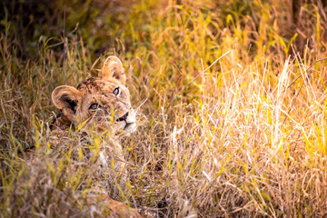 Cute little lion cubs on safari in the steppe of Africa playing and resting. Big cat in the...