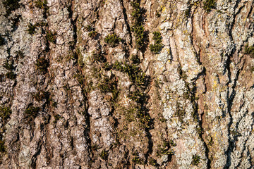 Relief texture of old thick tree bark with moss. Close-up.
